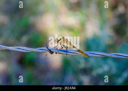 Eine bunte Meadowhawk in der Nähe von Mount Lassen Kalifornien Stockfoto