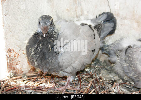 Baby-Taube Vogel im Nest mit seinem Stockfoto