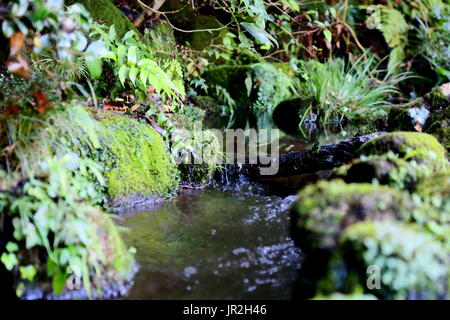 Ein kleiner Bach im Serigaya Park in Machida, Tokyo, Japan. Diese kleine Bach speist Wasser den Park dekorativen Koi-Teich. Stockfoto