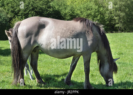 Wildpferde im Neandertal. Tarpan ist eine eurasische Wildpferd durch Re Zucht erhalten. Stockfoto