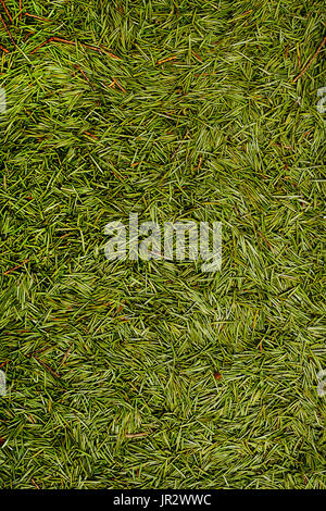 Closeup Weihnachten Hintergrund grüne Tanne Nadeln Stockfoto