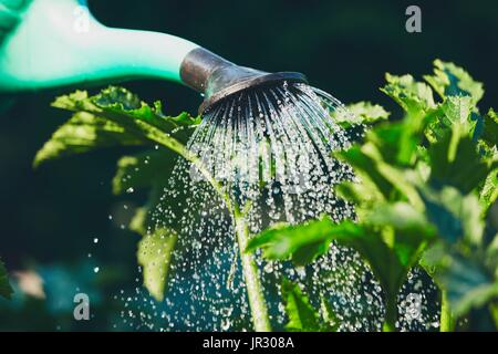 Bewässerung von Kunststoff Gießkanne auf den Garten. Stockfoto