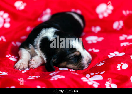 Sanft Basset Hound Welpen, das ist eine alte eine Woche liegen auf einer roten Matte und schlafen Stockfoto