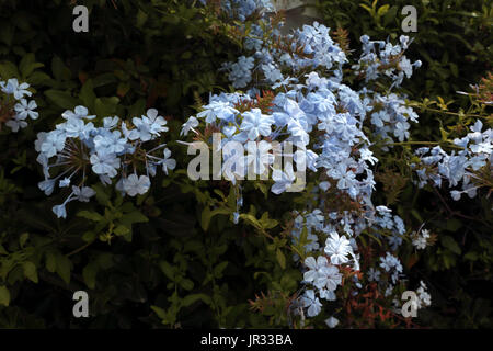 Vouliagmeni Griechenland Plumbago Auriculata Cape Leadwort immergrüner Strauch Stockfoto