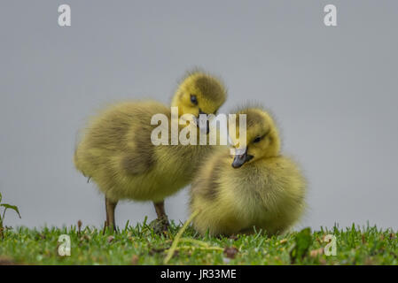 Zwei niedliche Gänsel nebeneinander Stockfoto