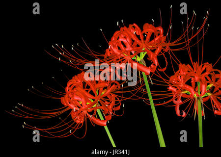 Schöne rote Spider lily Blumen oder Lycoris radiata, auf schwarzem Hintergrund Stockfoto