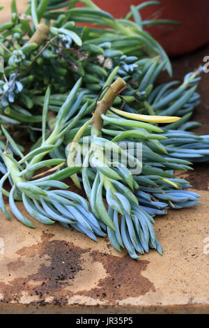 Blue Chalk Sticks saftig oder bekannt als Senecio Mandraliscae, blaue Finger Sukkulenten Stockfoto