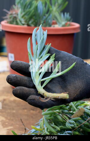 Blue Chalk Sticks saftig oder bekannt als Senecio Mandraliscae, blaue Finger Sukkulenten Stockfoto