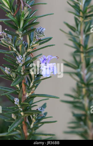 Nahaufnahme von Rosmarin Pflanze oder als Rosmarinus officinalis bekannt Stockfoto