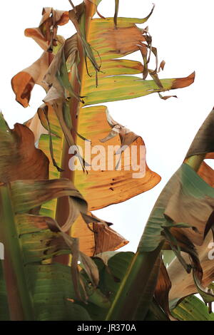 Frost beschädigt Ensete Ventricosum verlässt abessinische Banane Palm auf weißen Hintergrund isoliert Stockfoto