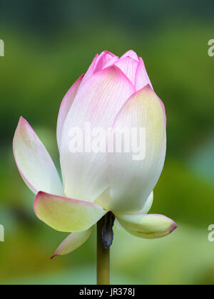 Rosa Nelumbo nucifera Blume Nahaufnahme, auch als heilig oder Indischen Lotus bekannt Stockfoto