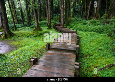 Boardwalk durch friedliche moosigen Wald am Alishan National Scenic Area im Bezirk Chiayi, Taiwan Stockfoto