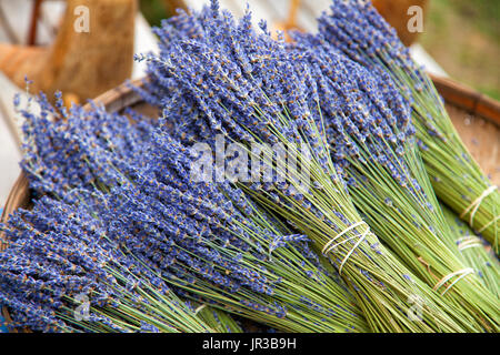 Trauben von frischem Lavendel Stockfoto