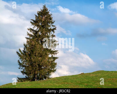 Weide auf Hügeln im Allgäu mit einzelnen Tanne (lat. apis) vor blauen Skywith weißen Wolken. Stockfoto