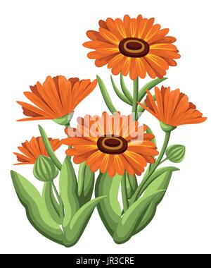 Vector Illustration Calendula Blumen auf weißem Hintergrund. Heilkräuter in Skizze Websiteseite Stil und Design der mobile app. Stock Vektor