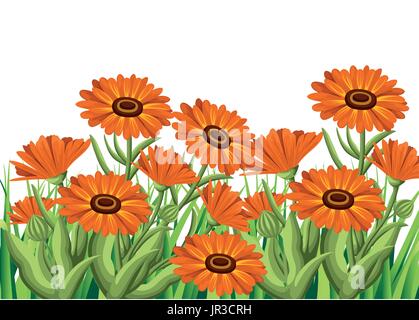 Vector Illustration Calendula Blumen auf weißem Hintergrund. Heilkräuter in Skizze Websiteseite Stil und Design der mobile app. Stock Vektor