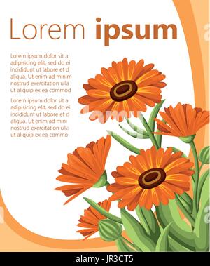 Vector Illustration Calendula Blumen auf weißem Hintergrund. Heilkräuter in Skizze Websiteseite Stil und Design der mobile app. Stock Vektor