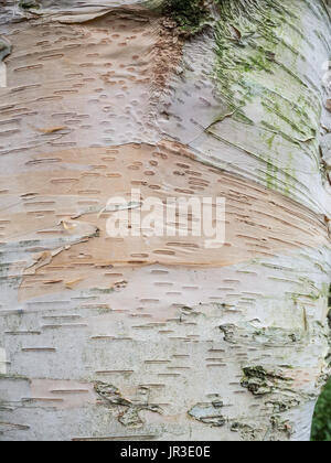 In der Nähe der Rinde von Betula utilis Jermyns Stockfoto