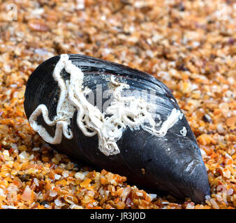 Schalen von Muscheln auf Sand in der Sonne Sommertag. Detailansicht. Stockfoto