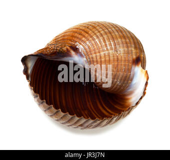 Nassen Muschel von sehr großen Meeresschnecke (Tonna Galea oder Riesen Tun) isoliert auf weißem Hintergrund Stockfoto