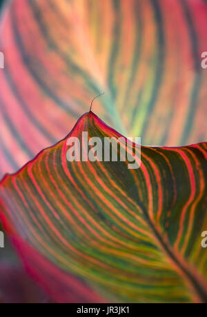 CANNA Lily Leaf Nahaufnahme im Garten Grenze Stockfoto