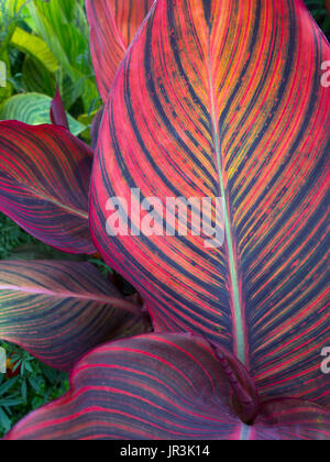 CANNA Lily Leaf Nahaufnahme im Garten Grenze Stockfoto