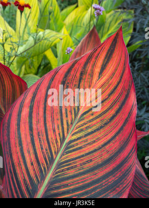 CANNA Lily Leaf Nahaufnahme im Garten Grenze Stockfoto