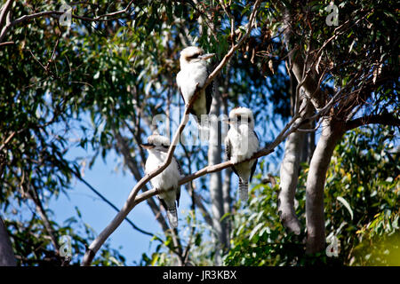 Drei australische Eingeborene kookaburra Kingfisher Vögel in Eukalyptus Gum Tree Stockfoto