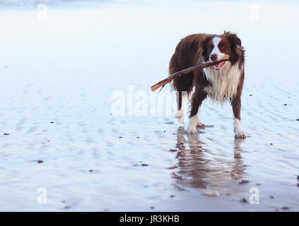 Reinrassige Border Collie Hund am Strand mit Stick im Mund Stockfoto