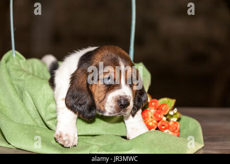 Hübsch und sanft ist Basset Hound Welpen, die eine alte dreiwöchigen. Ein schönes Baseball Hund sitzt in einem gestrickten Korb. Stockfoto