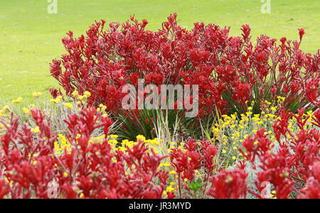 Australian native red Kangaroo paw Blumen im Garten Stockfoto