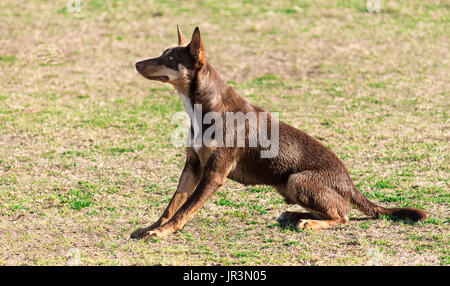 Kelpie Australian reinrassigen Hund Stockfoto