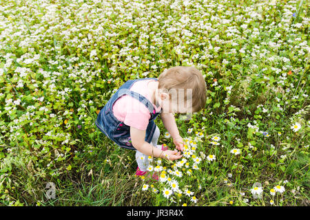 kleine Mädchen spielt mit Buchweizen und Kamille Blumen Stockfoto