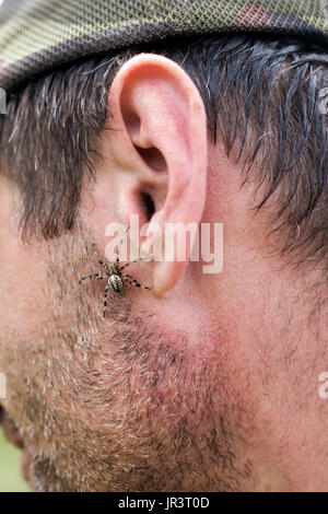 Spinne sitzt auf Mann Gesicht. Stockfoto