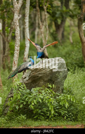 Männliche indischen Pfauen, Blauer Pfau (Pavo cristatus), wirken auf den grünen Wald, Fliegende Freunde, mit schönen Licht im natürlichen Lebensraum Stockfoto