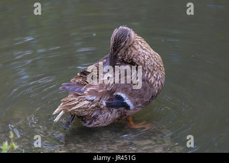 Garganey an Slimbridge Stockfoto