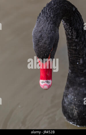 Schwarzer Schwan an Slimbridge Stockfoto