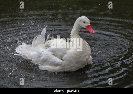 Coscoroba Schwan an Slimbridge Stockfoto