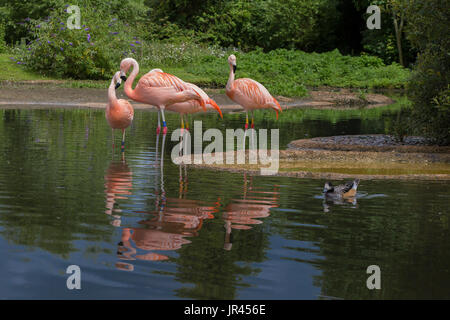 Chilenische Flamingo an Slimbridge Stockfoto