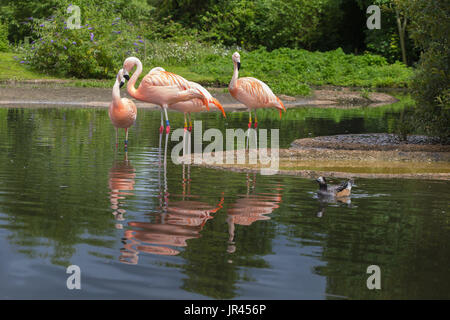 Chilenische Flamingo an Slimbridge Stockfoto