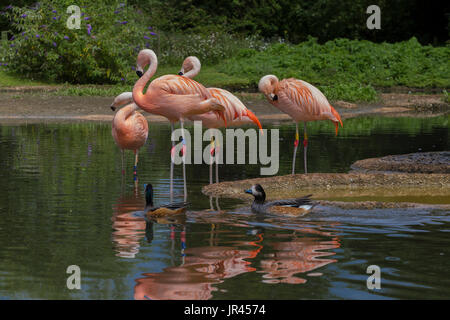 Chilenische Flamingo an Slimbridge Stockfoto