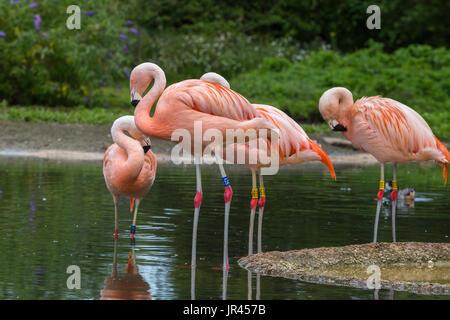 Chilenische Flamingo an Slimbridge Stockfoto