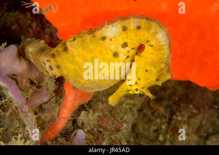 Weibliches Seepferd mit Popfobauchbauch, Hippocampus abdominalis im Leap, Kurnell, New South Wales, Australien. Tiefe: 12.6 m. Stockfoto