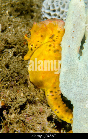 Weibliches Seepferd mit Popfobauchbauch, Hippocampus abdominalis im Leap, Kurnell, New South Wales, Australien. Tiefe: 19.3 m. Stockfoto