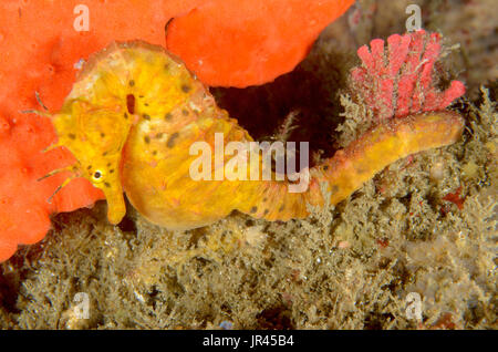 Weibliches Seepferd mit Popfobauchbauch, Hippocampus abdominalis im Leap, Kurnell, New South Wales, Australien. Tiefe: 20.6 m. Stockfoto