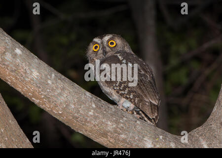 Ein Madagascar Scops Owl (Otus rutilus) Jagd in einem Wald bei Nacht Stockfoto