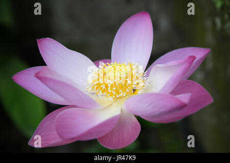 Lotus-Blume Stockfoto