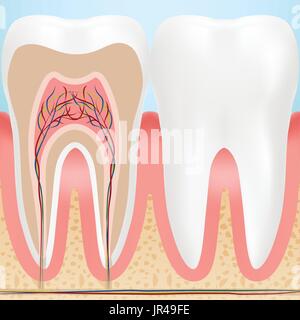Anatomie des gesunden Zähne isoliert auf einem Hintergrund. Vektor-Illustration. Stock Vektor