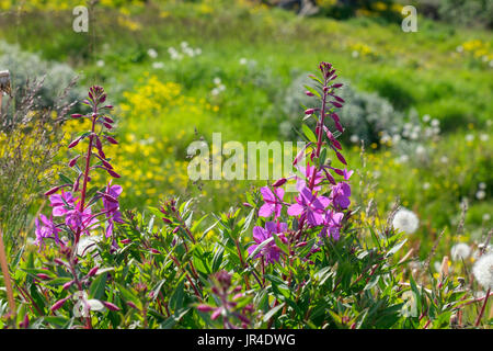 Weidenröschen oder Rosebay Weidenröschen (Chamerion Angustifolium) oder (Epilobium Angustifolium) Blumen wachsen auf offenes Grasland. Narsaq Süd-Grönland Stockfoto