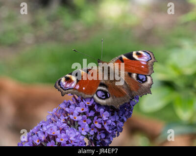 Nahaufnahme eines Tagpfauenauges mit seine Flügel weit offen Fütterung auf ein buddleja Blume Stockfoto